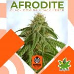 Afrodite Fem - Kannabia seeds