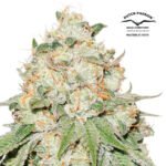 Auto Banana Blaze - Dutch Passion x3