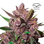 Auto Blackberry Kush - Dutch Passion x3