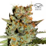 Auto Blueberry - Ducth Passion x3