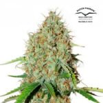 Auto Brooklyn Sunrise Dutch Passion x3