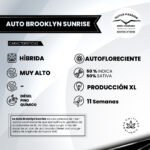 Auto Brooklyn Sunrise Dutch Passion x3 - Imagen 2