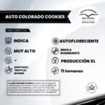Auto Colorado Cookies - Dutch Passion x3 - Imagen 2