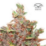 Auto Glueberry OG - Dutch Passion x3