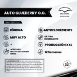 Auto Glueberry OG - Dutch Passion x3 - Imagen 2