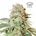 Auto Power Plant - Dutch Passion x3