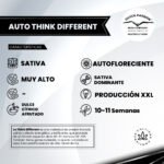 Auto Think Different - Dutch Passion x3 - Imagen 2