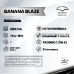 Banana Blaze fem - Dutch Passion x3 - Imagen 2