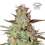 Blue Auto Mazar - Dutch Passion x3