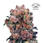 Blueberry Fem - Dutch Passion x3