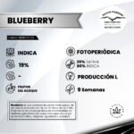 Blueberry Fem - Dutch Passion x3 - Imagen 2