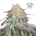 California Orange Fem - Dutch Passion x3