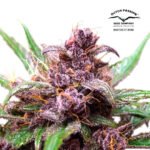 CBD Auto Blackberry Kush - Dutch Passion x3