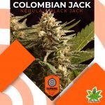 Colombian Jack Fem - Kannabia seeds
