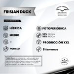 Frisian Duck Fem - Dutch Passion x3 - Imagen 2