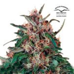 Hollands Hope Fem - Dutch Passion x3