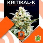 Kritikal-k Fem - Kannabia Seeds