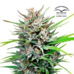 Passion #1 Fem - Dutch Passion x3