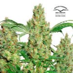 Power Plant Fem - Dutch Passion x3