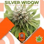 Silver Widow Fem - Kannabia Seeds
