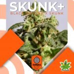 Skunk + Fem - Kannabia Seeds