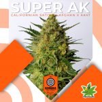 Super AK Fem - Kannabia Seeds