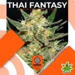 Thai Fantasy Fem - Kannabia Seeds