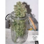 Auto Ultimate - Dutch Passion x3 - Imagen 2