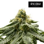 2y2  Foto  Fem R-Kiem Promo 3+3