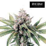 Deadcheese  Foto Fem R-Kiem Promo 3+3