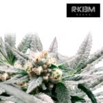 Mano De Dios Auto R-kiem x3