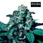 Negra 44 Foto  Fem R-Kiem x3