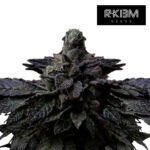 Suguz Regular R-Kiem