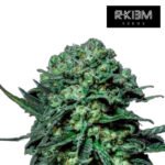 Muse Foto Fem R-Kiem Promo 3+3