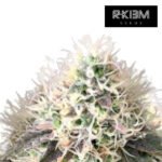 Patagonia Kush Auto - R-Kiem Promo 3+3