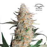 Critical Orange Punch Fem - Dutch Passion x3