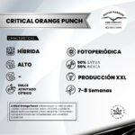 Critical Orange Punch Fem - Dutch Passion x3 - Imagen 2
