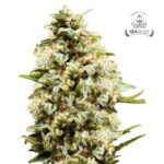 Auto Critical - Gea Seeds