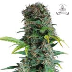 Auto Somango - Gea Seeds