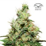 CBD Kush Fem x3 - Dutch Passion