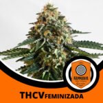 THCV Fem Kannabia Seeds x3