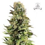 Auto Super Skunk - Gea Seeds