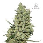 Critical ++ Fem - Gea Seeds