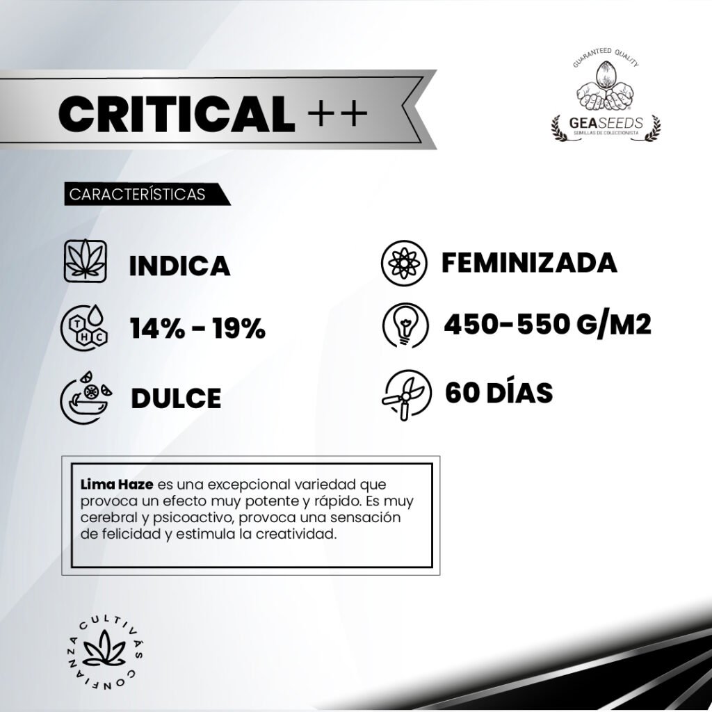 Critical ++ Fem – Gea Seeds - Mariseeds