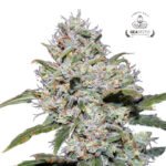 Gorilla Glue #4 - Gea Seeds