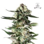 Critical Purple Fem - Gea Seeds