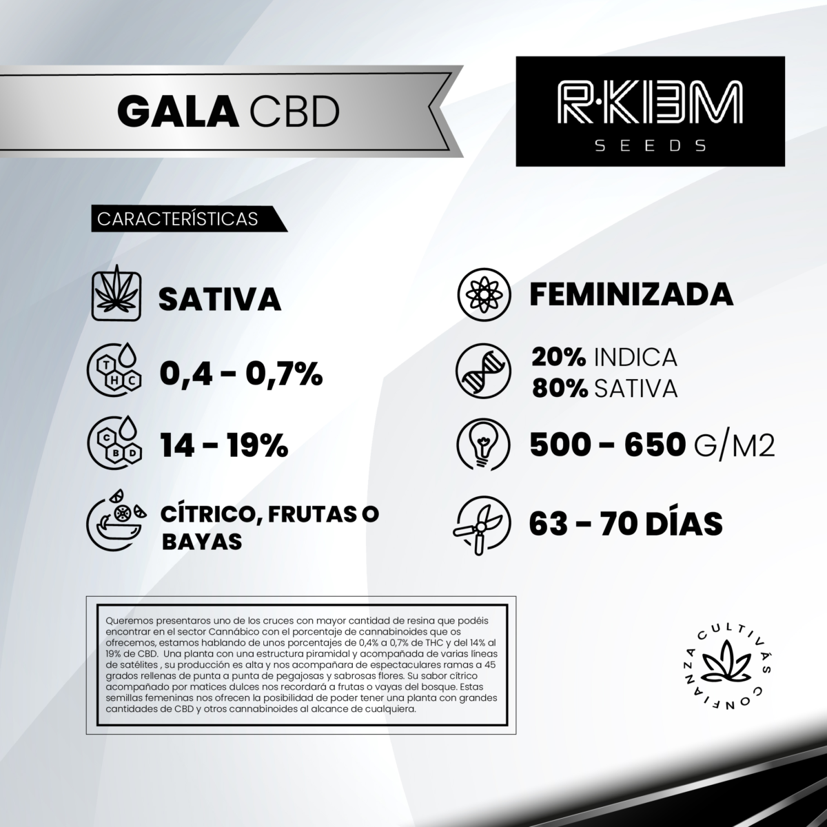 Gala CBD Fem (Fotoperiódica) - R-Kiem Promo 3+3 - Imagen 2