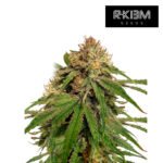 Gala CBD Fem (Fotoperiódica) - R-Kiem Promo 3+3