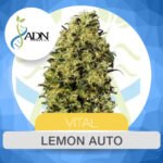 Lemon Auto - ADN Seeds