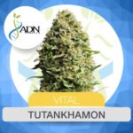 Auto Tutankhamon - ADN Seeds x3